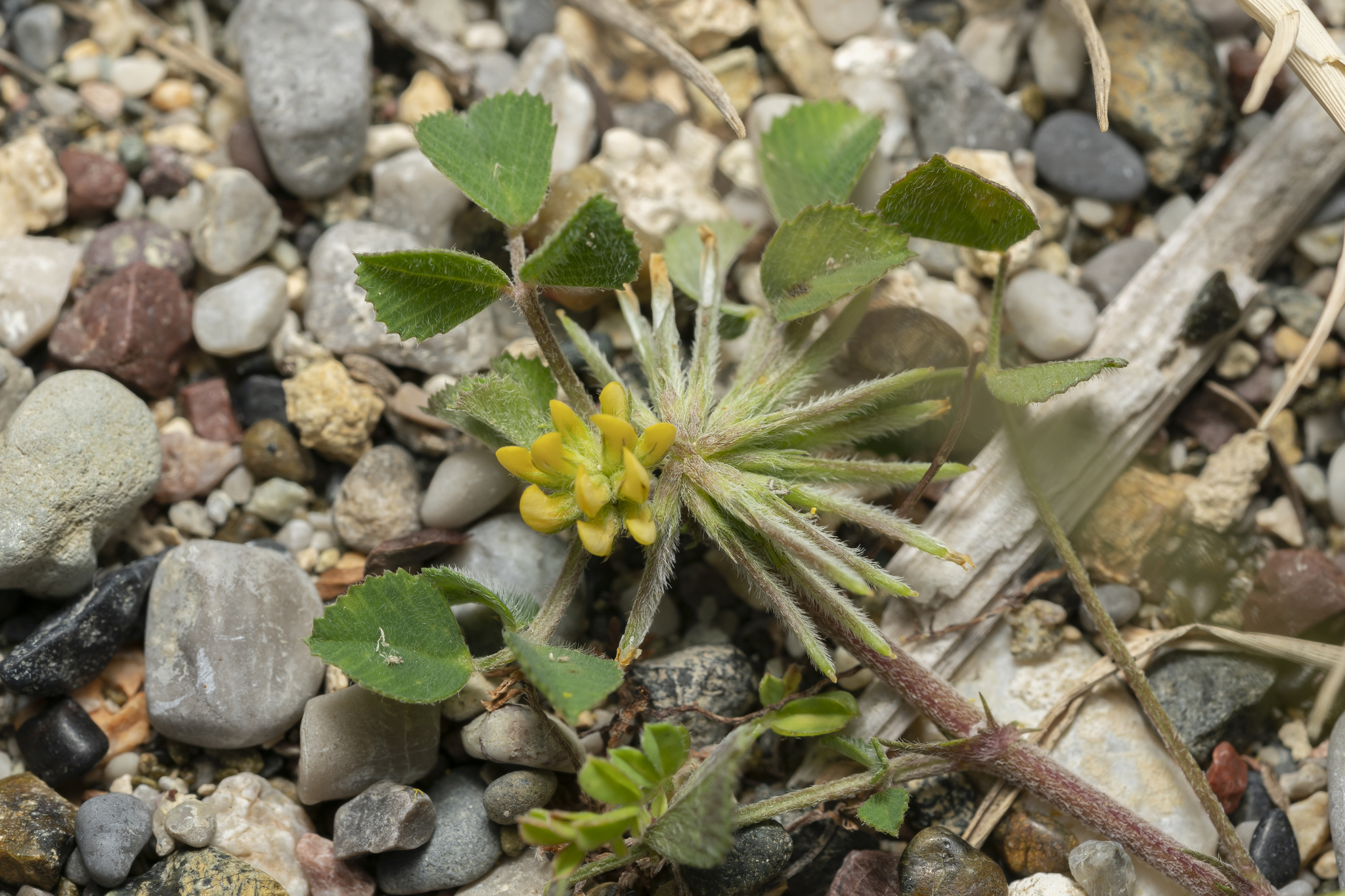 Medicago monspeliaca