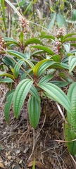 Miconia ciliata