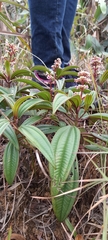 Miconia ciliata