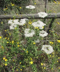 Eriogonum multiflorum