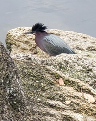 Butorides virescens image