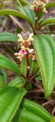Miconia ciliata