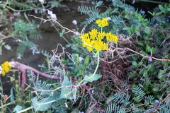 Flaveria chlorifolia
