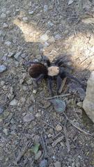 Brachypelma albiceps