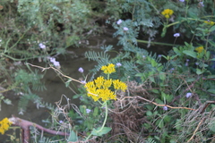 Flaveria chlorifolia