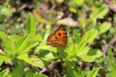 Junonia almana javana