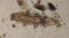 Milnesiidae