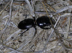 Coleoptera