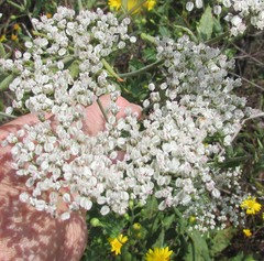 Eriogonum multiflorum