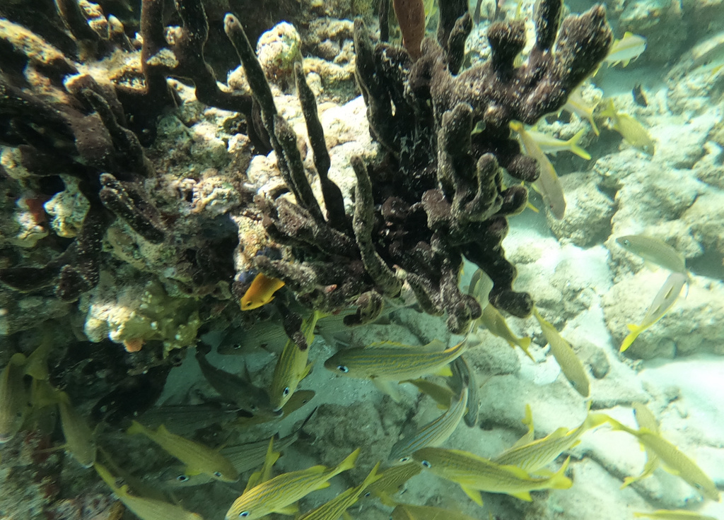 Dark Volcano Sponge