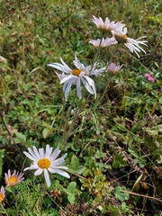 Chrysanthemum sinuatum