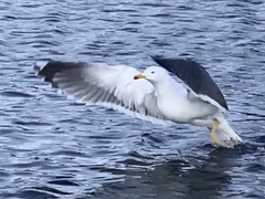 Larus fuscus