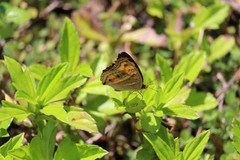 Junonia almana javana