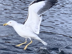 Larus fuscus