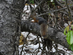 Sciurus anomalus