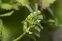Hippocrepis multisiliquosa