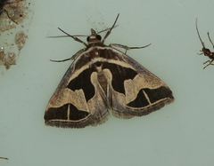 Parafodina inscripta