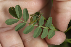 Hippocrepis multisiliquosa