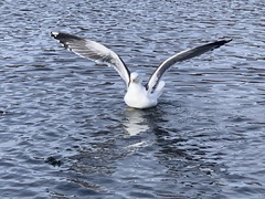 Larus fuscus