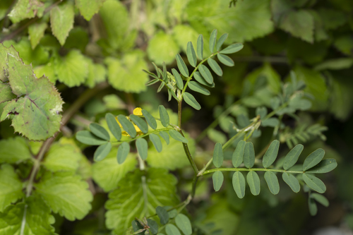 Image of Hippocrepis multisiliquosa by (c) Eleftherios Katsillis, some rights reserved (CC BY)