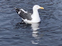 Larus fuscus