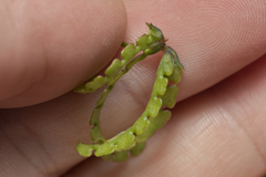 Hippocrepis multisiliquosa