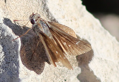 Moncina