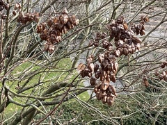 Koelreuteria paniculata