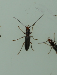 Coleoptera