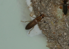 Coleoptera