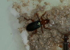 Coleoptera