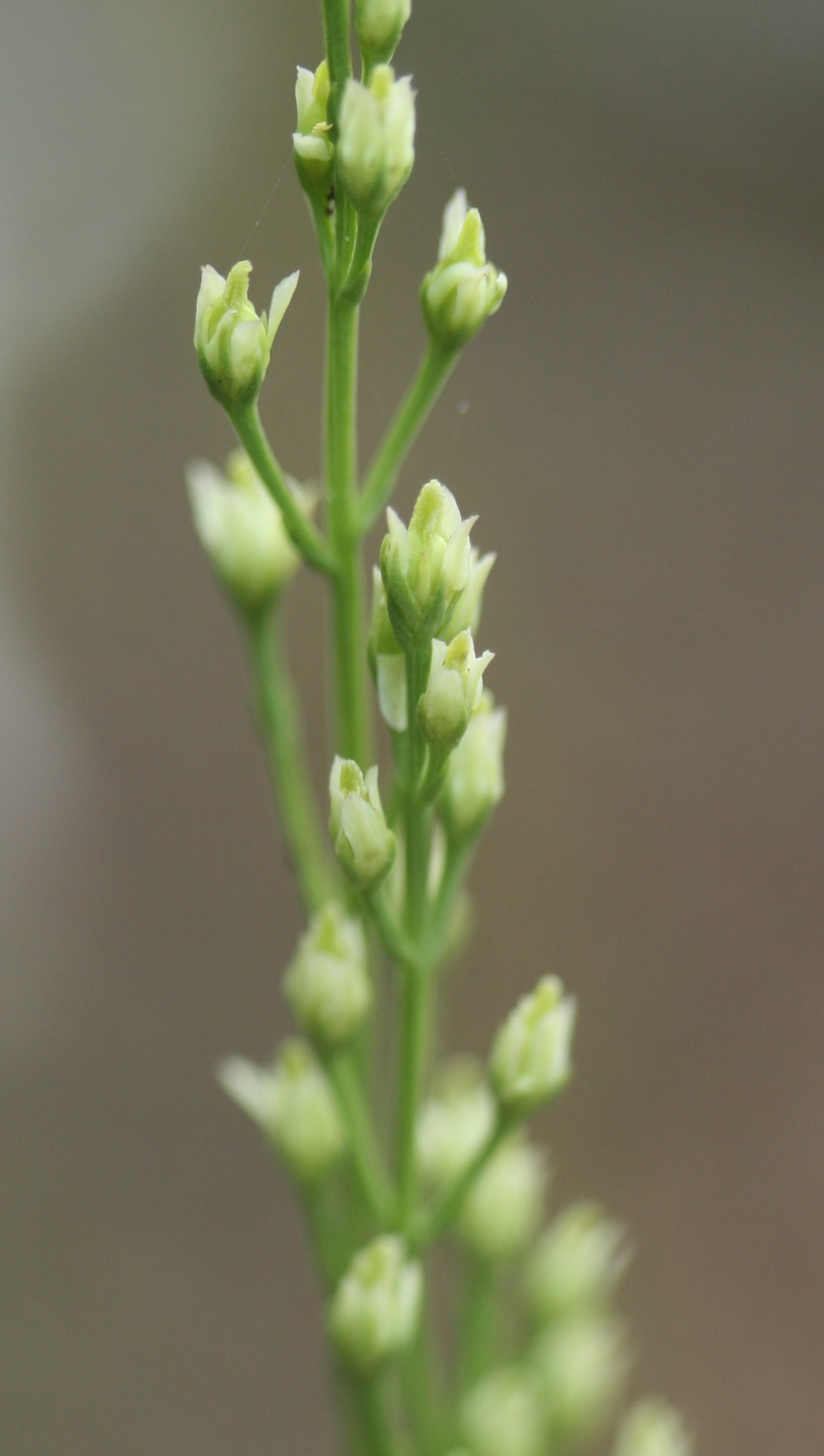 Bartonia paniculata