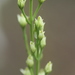 Bartonia paniculata - Photo (c) dogtooth77, μερικά δικαιώματα διατηρούνται (CC BY-NC-SA)