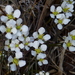 Bartonia verna - Photo (c) Eleanor, μερικά δικαιώματα διατηρούνται (CC BY-NC)