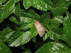 Condica illecta
