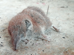 Crocidura russula