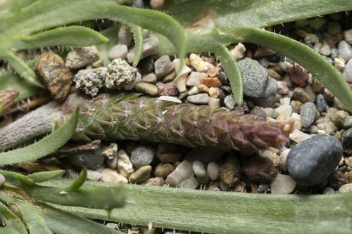 Image of Plantago weldenii by (c) Eleftherios Katsillis, some rights reserved (CC BY)