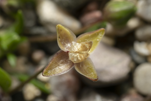 Image of Sagina maritima by (c) Eleftherios Katsillis, some rights reserved (CC BY)
