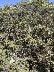 Fremontodendron decumbens