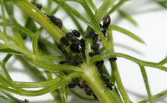 Aphis fabae solanella