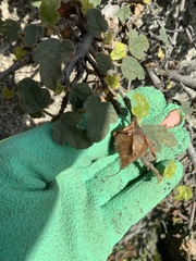 Fremontodendron decumbens