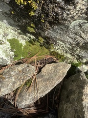 Fremontodendron decumbens