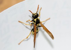 Polistes mongolicus