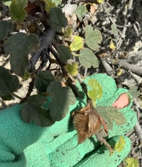 Fremontodendron decumbens