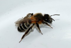 Andrena optata