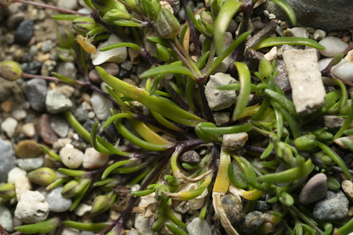 Image of Sagina maritima by (c) Eleftherios Katsillis, some rights reserved (CC BY)