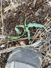 Chlorogalum grandiflorum