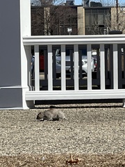Sciurus carolinensis