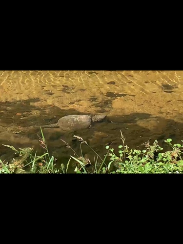 Chelydra serpentina image
