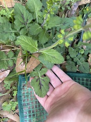 Salvia lyrata image